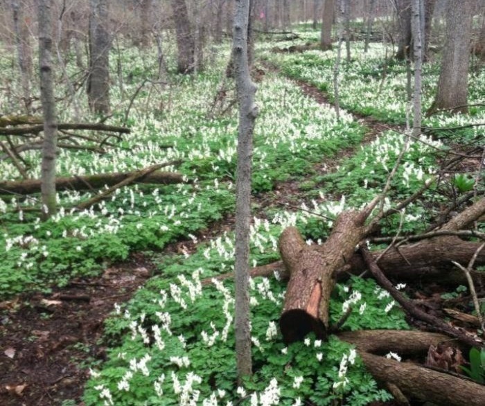 Jane Coates Wildflower Trail Put In Bay